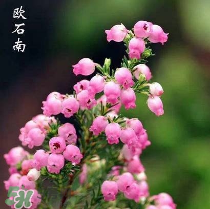 石楠花可以吃嗎？石楠花花語