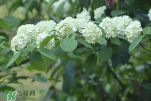 為什么學(xué)校要種石楠花？石楠花的味道為什么這么銷魂？