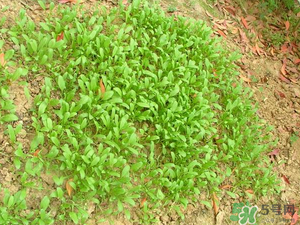 4月份可以種菠菜嗎？菠菜幾月份種？