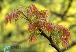 香椿多少錢一斤？香椿芽多少錢一斤2017？