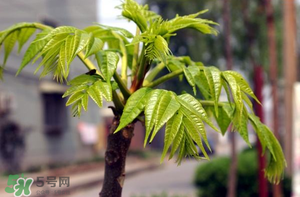 香椿什么時候發(fā)芽？香椿什么時候采摘？