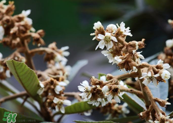 枇杷花孕婦能喝嗎？枇杷花孕婦可以喝嗎？