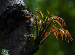 香椿芽可以冷凍嗎？香椿芽怎么冷凍？