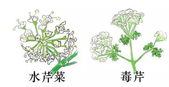 水芹菜有毒嗎？水芹菜有沒(méi)有毒