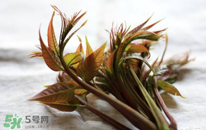 香椿怎么洗？香椿芽怎么洗干凈？