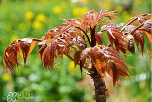 香椿紅的好還是綠的好？香椿紅色好還是綠色好？