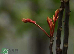 香椿有幾種？香椿哪種好？