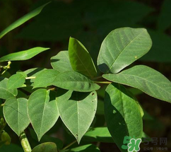 白花菜有什么功效？白花菜的功效是什么？