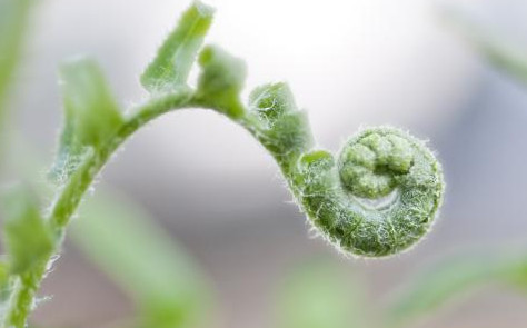 蕨菜到底能不能吃？山上的蕨菜能不能吃