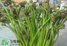 蕨菜價格 新鮮野蕨菜價格