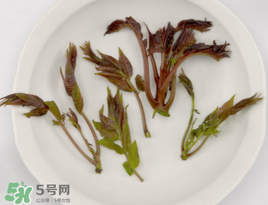 香椿能泡茶嗎？香椿茶的功效與作用