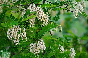 刺槐花幾月開？刺槐花什么時(shí)候開