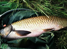 4月份可以釣草魚嗎？4月份如何釣草魚？