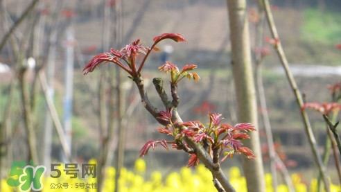 香椿葉能吃嗎？香椿葉孕婦能吃嗎？