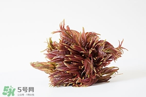 香椿樹什么時(shí)候發(fā)芽？香椿樹什么時(shí)候種植