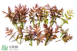 香椿樹什么時(shí)候發(fā)芽？香椿樹什么時(shí)候種植