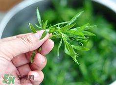 掃帚菜有什么功效？掃帚菜的功效與作用