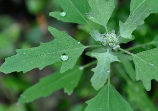 灰菜能生吃嗎？灰菜怎么做好吃