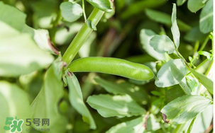 什么人不能吃蠶豆？吃蠶豆的禁忌人群