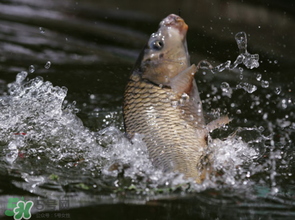 谷雨怎么釣魚？谷雨前后釣魚技巧