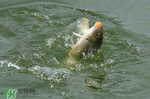 谷雨怎么釣魚？谷雨前后釣魚技巧