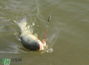 谷雨好釣魚嗎？谷雨釣魚用什么餌料？