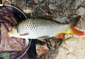 谷雨好釣魚嗎？谷雨釣魚用什么餌料？