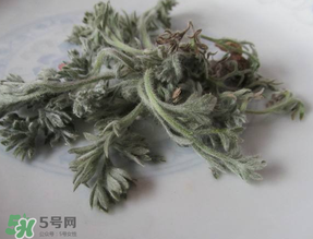 白蒿能治黃疸嗎？白蒿水可以治黃疸嗎？