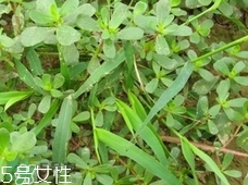 瓜子菜可以生吃嗎?瓜子菜能直接吃嗎?