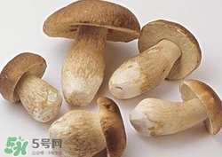 美味牛肝菌多少錢一斤？一斤牛肝菌多少錢？