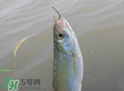 白條魚(yú)怎么釣？如何釣白條魚(yú)技巧