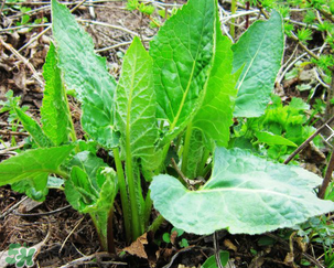 大耳毛野菜怎么吃？大耳毛野菜的做法