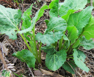 大耳毛野菜怎么吃？大耳毛野菜的做法