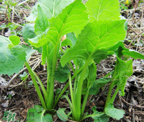 大耳毛野菜怎么吃？大耳毛野菜的做法