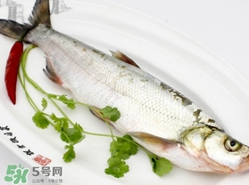 白條魚(yú)怎么釣？如何釣白條魚(yú)技巧