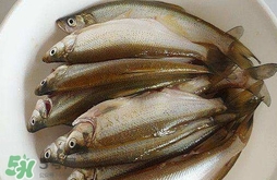 白條魚(yú)怎么釣？如何釣白條魚(yú)技巧