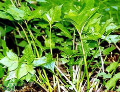 大葉芹怎么吃？大葉芹的做法？