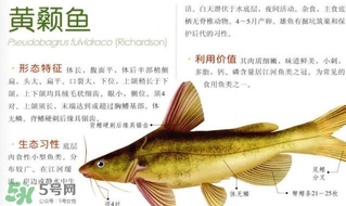 黃顙魚不能和什么一起吃？黃顙魚不能與什么同吃？