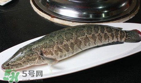 黑魚怎么做湯好喝？黑魚怎么做下奶？