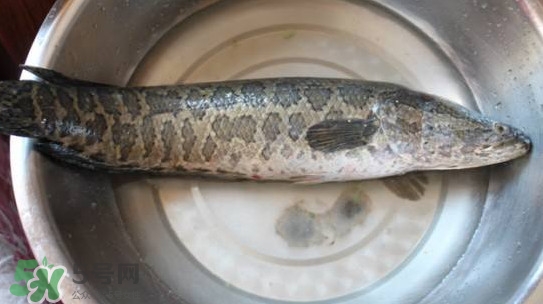 黑魚(yú)能和蘿卜一起吃嗎？黑魚(yú)能和胡蘿卜同食嗎