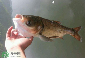 五月份能釣鰱魚嗎？五月份釣什么魚？