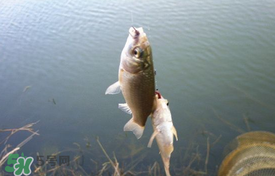 立夏好釣魚嗎？立夏怎么釣魚？