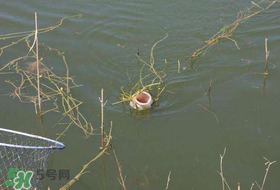 立夏好釣魚嗎？立夏怎么釣魚？