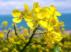 五月份還有油菜花嗎？5月份還有油菜花嗎？