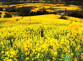 五月份還有油菜花嗎？5月份還有油菜花嗎？