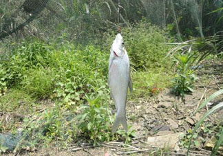 立夏好釣魚嗎？立夏怎么釣魚？