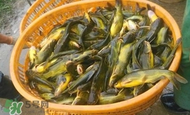 黃顙魚不能和什么一起吃？黃顙魚不能與什么同吃？