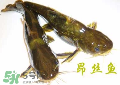 黃顙魚不能和什么一起吃？黃顙魚不能與什么同吃？