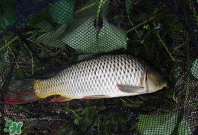 立夏怎么釣鯉魚？立夏釣鯉魚用什么餌料？