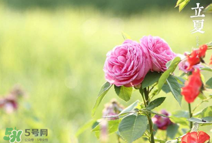 立夏開什么花？立夏有什么花？